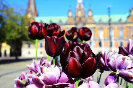 blooming flowers in front of Malmo city hallの写真素材