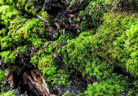 nature, outdoor, travel, rest, inspiration, backgroundのeditorial素材