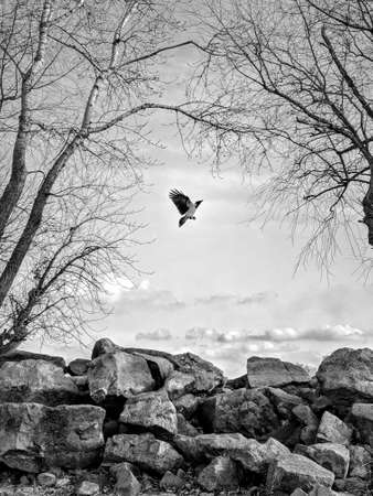 nature, outdoor, travel, rest, inspiration, backgroundのeditorial素材