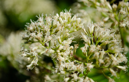 Close up of small white flowers with green leaves in the background.