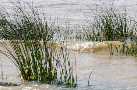 flooded beach in summer with sand dunes and green grass