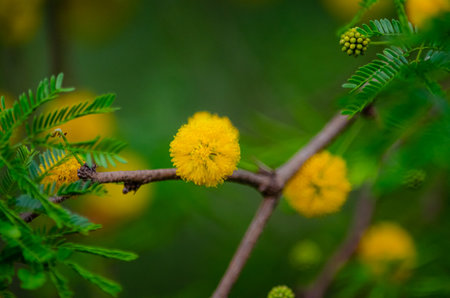 Acacia dealbata branch with yellow flowers on green background.の写真素材