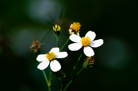 White cosmos flower in the garden, Thailand. (Cosmos bipinnatus)