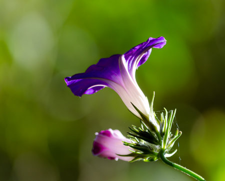 Morning glory flower (Convolvulus arvensis) in gardenの写真素材