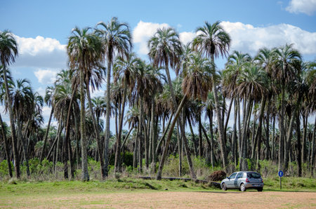 Palm trees in a park in the Colon,argentina..の写真素材