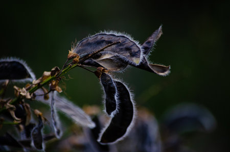 Seed pods of a caribbean plant (Caribbean Bean)