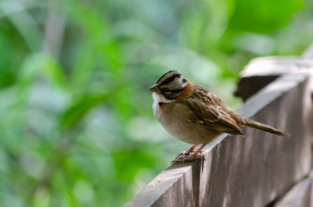 Rufous-throated Bunting (Luscinia rubecula)の写真素材