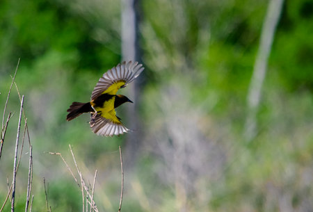 Black-headed Bulbul in flight in the Colon,Argentina-.