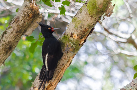 Black Woodpecker (Dryocopus martius) in a treeの写真素材