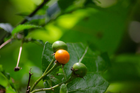Close up of a small orange and green berry on a treeの写真素材