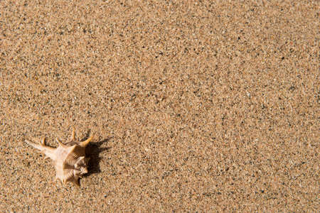 One shell on the sand, background