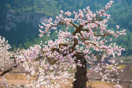 Flowering almond trees. Blurred background