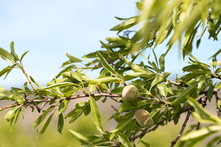 Close-up of a branch of an almond tree with green almonds against a blue skyの写真素材