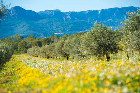 Olive trees in a row on plantation in Tarragona, Catalunya, Spain. Space for textのeditorial素材