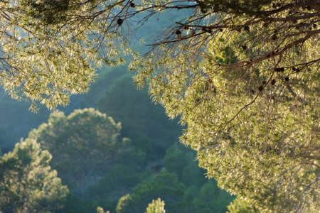 Pine branch on a forest background, Tarragona, Catalunya, Spain. Space for textの写真素材