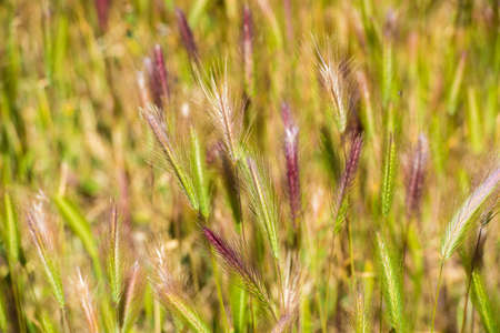 Green spikelets, close-up