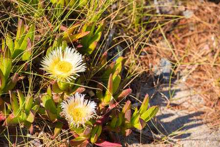 Succulent plants bloom. Close-upの写真素材
