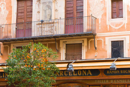 BARCELONA, SPAIN - FEBRUARY 16, 2017: Orange tree on the background of a European house in the center of the cityのeditorial素材