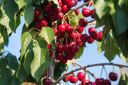 Cherry branch in the garden of Tarragona, Spain