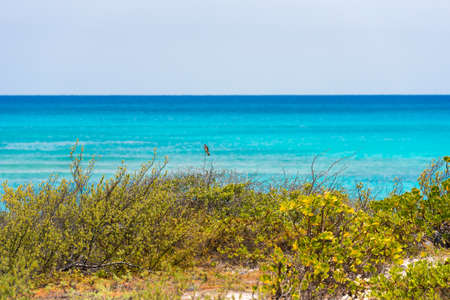 Landscape of the beach of the Playa Paradise, on the island of Cayo Largo, Cuba. Copy space for text
