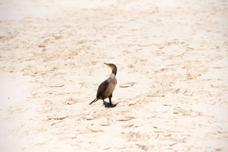 Bird on the beach Playa Paradise of the island of Cayo Largo, Cuba. Copy space for textの写真素材