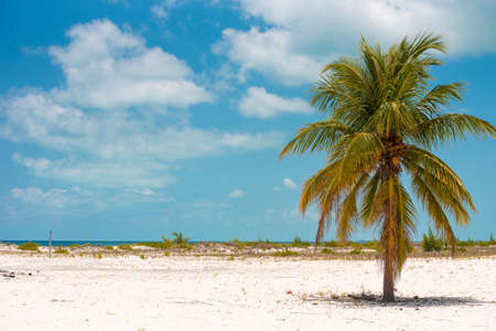 Lonely palm tree on the beach of Playa Sirena, Cayo Largo, Cuba. Copy space for text