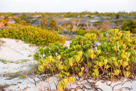 Plants on the beach of island of Cayo Largo, Cuba. Close-upの写真素材