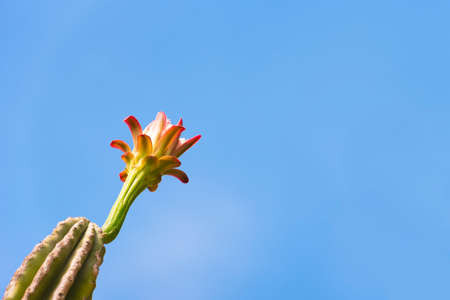 Flowering cactus. Isolated on blue background. Copy space for text. Close-up