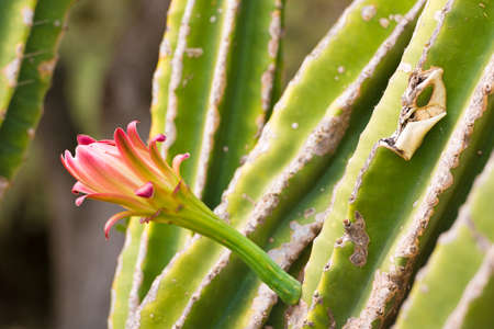 Flowering cactus, close-up