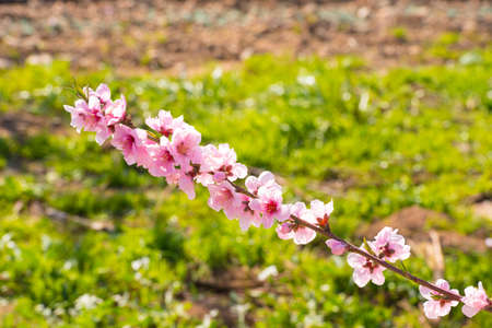 Blossoming almond branch. Abstract blurred background. Close-upの写真素材