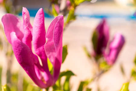Purple magnolia against the sky. Close-upの写真素材