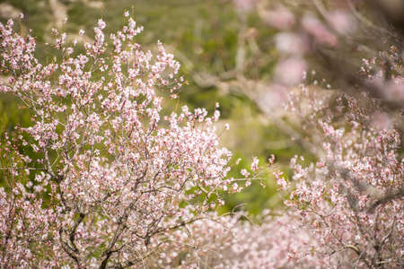 Blooming almond trees in rural field. Spring timeの写真素材