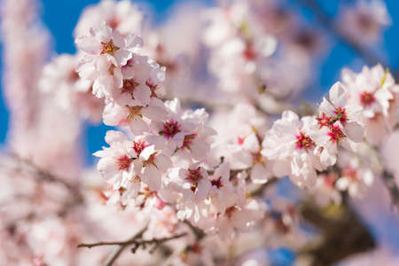 The vernal blooming of an almond tree. Blue sky background, pink flowers. Close-up