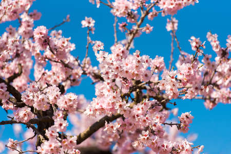Flowering almond trees against blue skyの写真素材