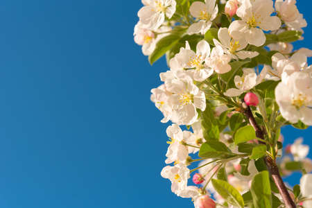 Apple blossom and sky. Close-up. Isolated on blue backgroundの写真素材