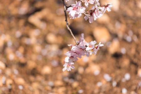 Flowers of a blossoming almond tree. Blurred backgroundの写真素材