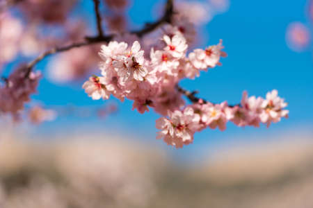 Flowering almond trees against blue sky, blurred backgroundの写真素材