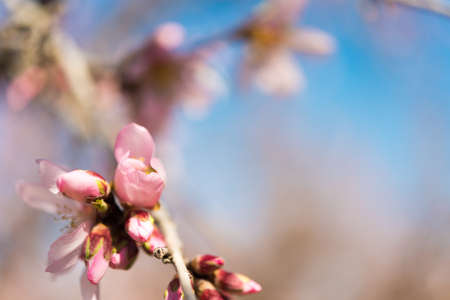 Flowering almond wind against the blue sky, macro. Copy spaceの写真素材