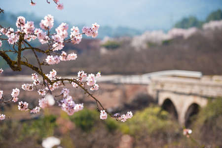 TARRAGONA, SPAIN - MAY 1, 2017: Flowering almonds on a bridge background