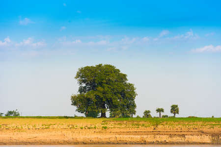 Lonely tree on the bank of the river Irrawaddy, Mandalay, Myanmar, Burma. Copy space for textの写真素材