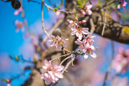 Pink flowering almond trees against blue sky. Blurred background. Close-upの写真素材