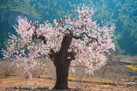 Flowering almond trees. Blurred backgroundの写真素材