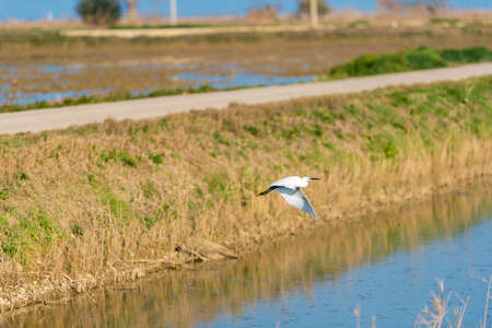 Great white heron, flying over the water in the reserve in Spain. Copy spaceの写真素材