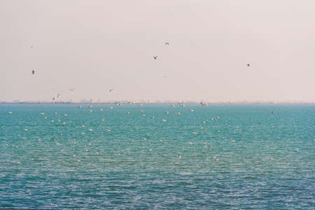 Landscape. Seagulls over the water in the Ebro Delta, Tarragona, Catalunya, Spain. Copy space for textの写真素材