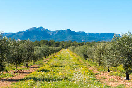 Olive trees in a row on plantation in Tarragona, Catalunya, Spain.のeditorial素材