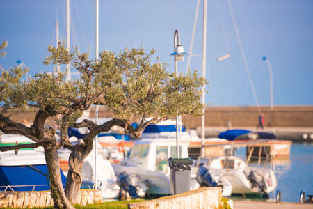 Lonely tree on the shore in the Ebro Delta, Tarragona, Catalunya, Spainの写真素材