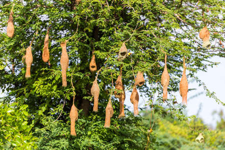 Bird's nests on the tree, Puttaparthi, Andhra Pradesh, Indiaの写真素材