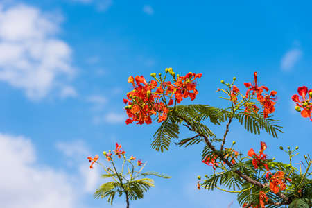 Indian red acacia, Puttaparthi, Andhra Pradesh, India. Copy space for textの写真素材