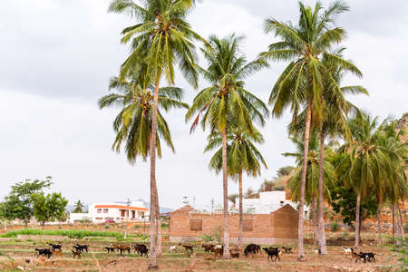 A view of the Indian rural landscape, Puttaparthi, Andhra Pradesh, India. Copy space for textの写真素材