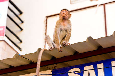 Monkey on the roof, Puttaparthi, Andhra Pradesh, India. Copy space for text. Close-upの写真素材